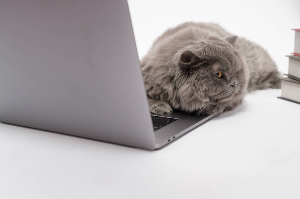 A Scottish fold lovely cat using laptop computer in studio  - Fotó, kép
