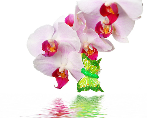 Orquídea y reflexión sobre fondo blanco
 - Foto, Imagen