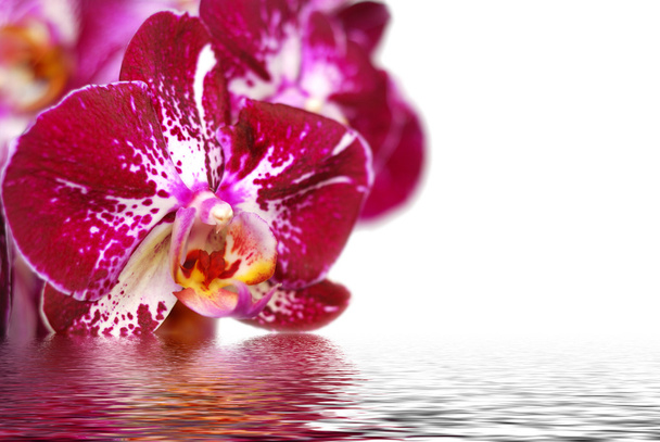 Orchid and reflection on white background - Photo, Image