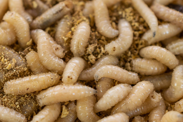 fly larvae on sawdust. background or texture - Foto, imagen