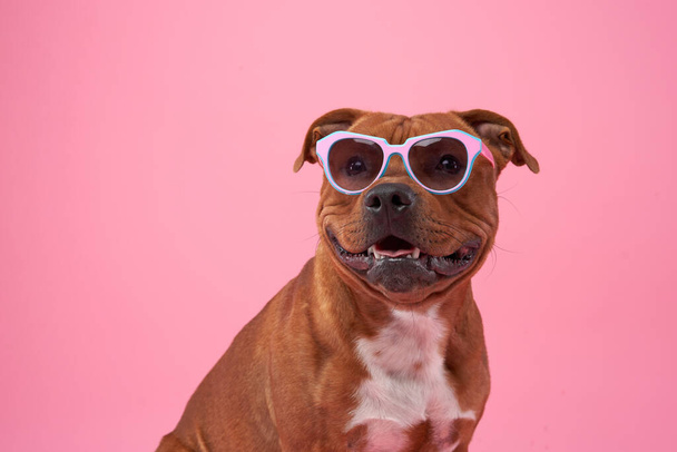 Staffordshire bull terrier dog with glasses . Pet on a pink background - Zdjęcie, obraz