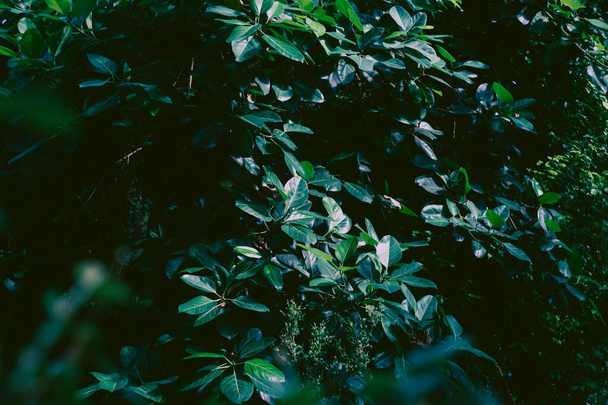 Beautiful tropical plants. Drops on the leaves, sunlight through the trees - Fotó, kép