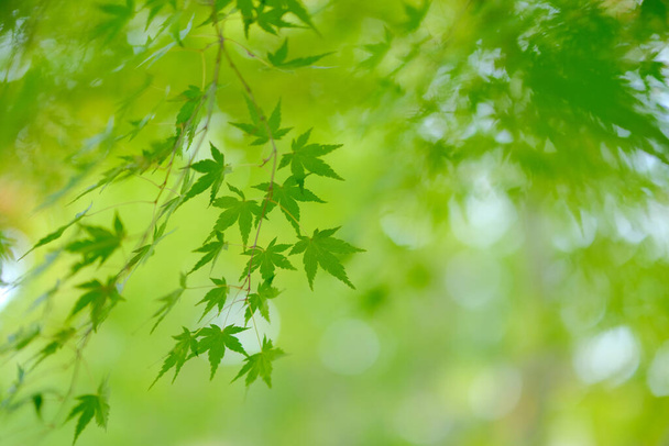green autumn leaves in hokkaido - Foto, Imagen