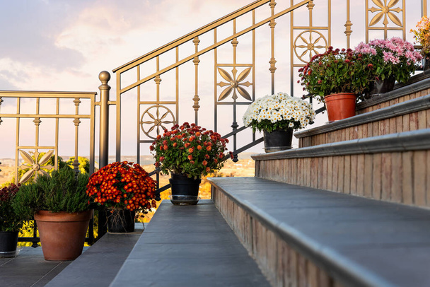 Many bright colorful chrysanthemum flowers in pot stand yard staircase near railings against sunset warm sky. Seasonal fall house outdoor floral ouside decoration. Ornamental gardening design outdoor. - Foto, Imagem