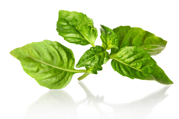 Green Basil - Photo, image