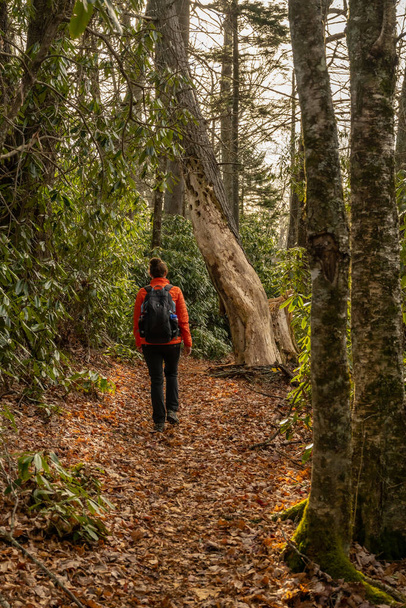 Woman In Bright Orange Coat Hikes In Thick Forest in the Smokies - Foto, imagen