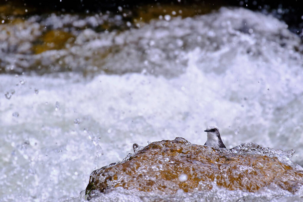 White-capped Dipper (Cinclus leucocephalus), small blackbird perched on the rock on the banks of the river looking for food. - Zdjęcie, obraz