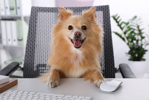 Cute Pomeranian spitz dog at table in office - Фото, изображение