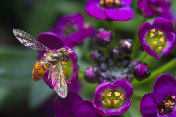 Hovering over Alyssum Flowers - Photo, Image