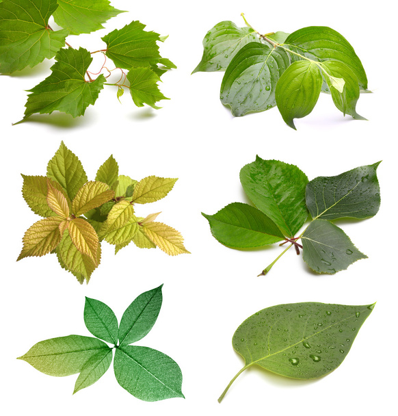 Set of leaf - Foto, Bild