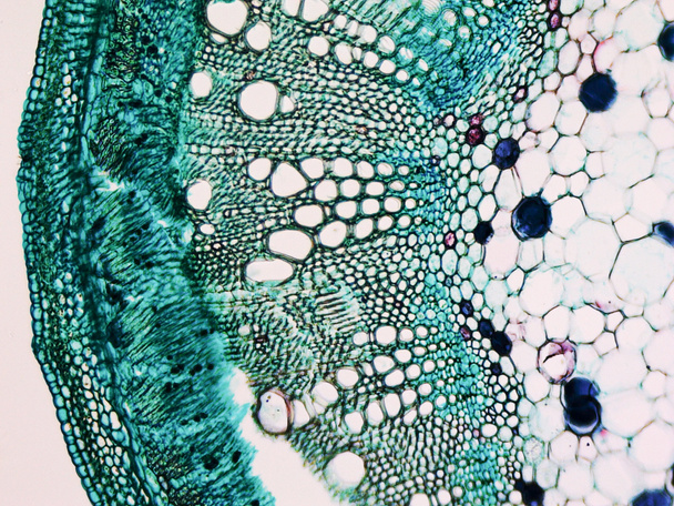 micrografia de haste de algodão
 - Foto, Imagem
