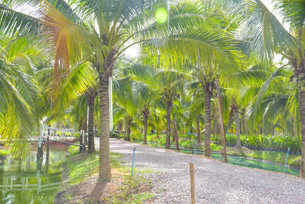 The entrance to the garden and resort is lined with coconut trees - Foto, immagini