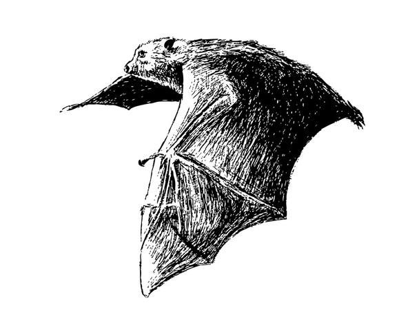murciélago de fruta volador
 - Vector, imagen