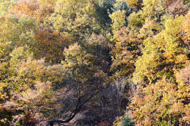 Autumn landscape - Foto, afbeelding
