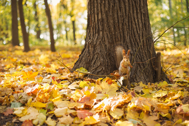 őszi park, mókus - Fotó, kép