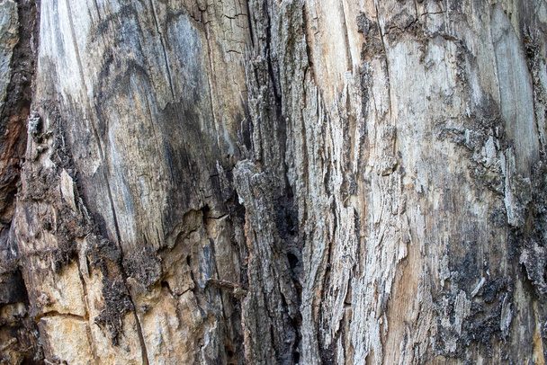Bark of a tree texture. Natural gray wooden textured surface background. Close up  - Φωτογραφία, εικόνα