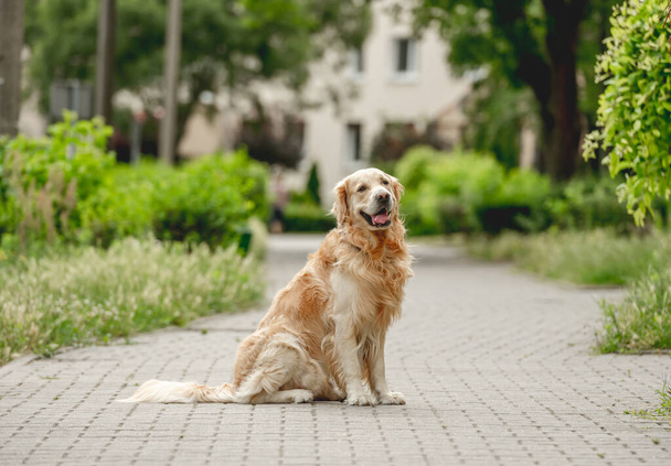 Golden retriever dog sitting at street and looking back. Purebred pet doggy labrador outdoors at city with green grass - Foto, imagen