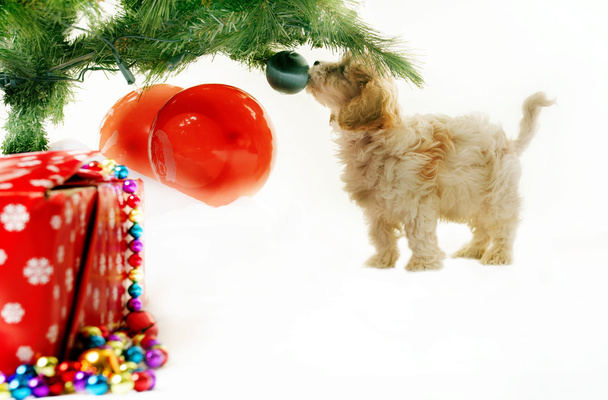 ένα σκυλί Χριστούγεννα - Φωτογραφία, εικόνα