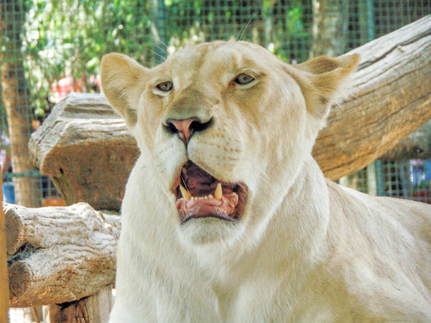 Львица в зоопарке, летом - Фото, изображение