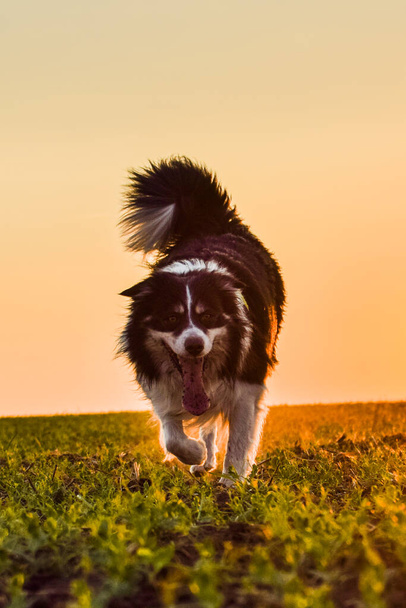 Border collie is running in the sunset. Amazing walk in the sun. Amazing evening with sun. - Photo, Image