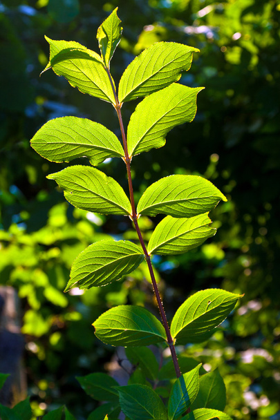 Beautiful leaves of a hazlenut tree in detail - Foto, Bild