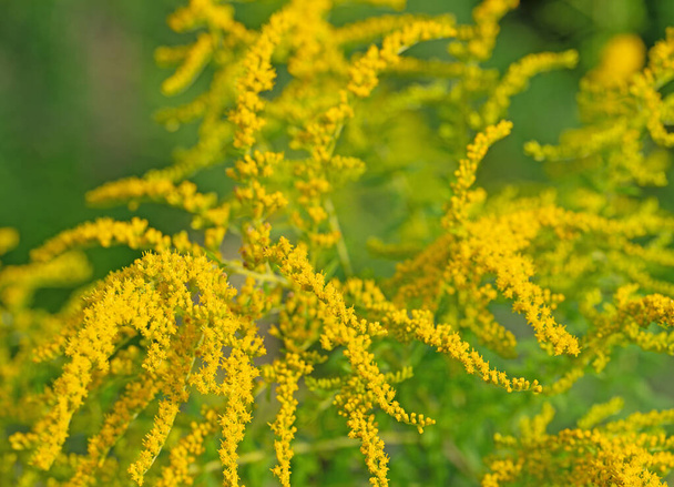 Flowering Goldenrod, Solidago, in a close-up - Zdjęcie, obraz