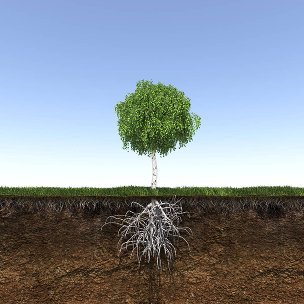 tree with strong and deep roots, 3d render - Photo, Image