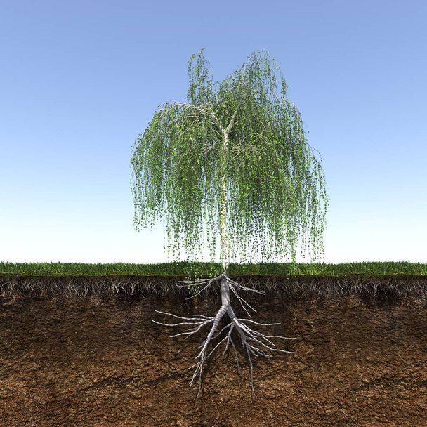 tree with strong and deep roots, 3d render - Zdjęcie, obraz