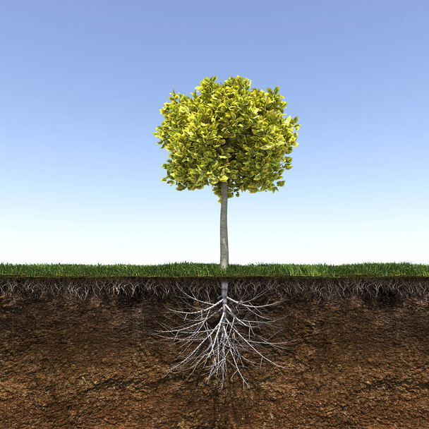 tree with strong and deep roots, 3d render - Foto, Imagem