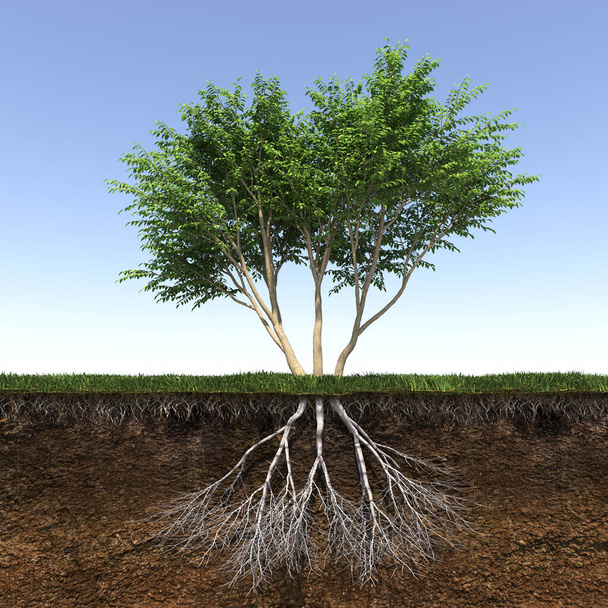 дерево з сильними і глибокими коренями, 3d візуалізація
 - Фото, зображення