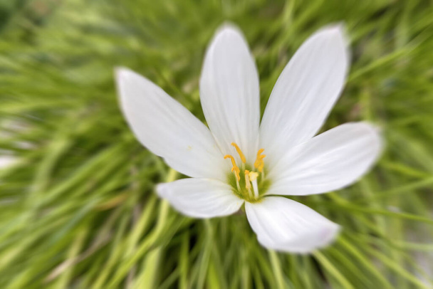 Close up autumn zephyrlily flowers in nature with blur effect - 写真・画像