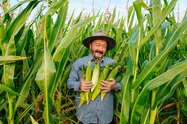 Front view of smiling aged farmer looking at camera in field with rich harvest, holding corn cobs of ripe unpeeled corn tightly to his chest. Senior man face glows with happiness. Sun hat on head. - 写真・画像