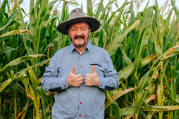 A smiling senior agronomist stands in a field showing thumb up in the middle of his harvest and looking at camera. A elderly man shows what a great harvest is grown. On the face is happiness. - Foto, Bild