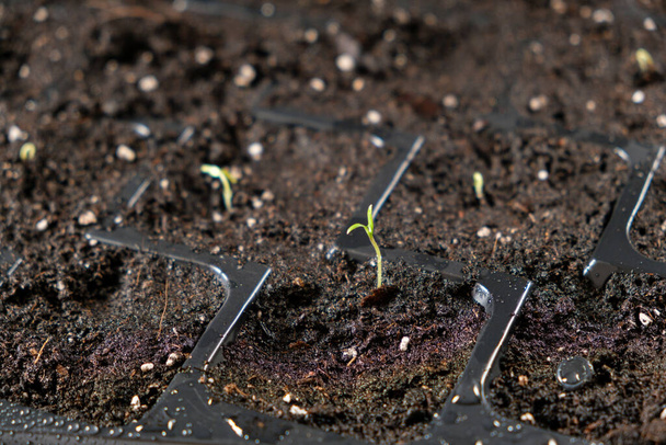 Growing tomatoes from seeds, step by step. Step 4 - the first sprout - Fotó, kép