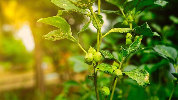 Ashwagandha known as Withania somnifera plant growing. Indian powerful herbs, poison gooseberry, or winter cherry. Ashwagandha herb benefits for weight loss, healthcare and reduce stress - 写真・画像