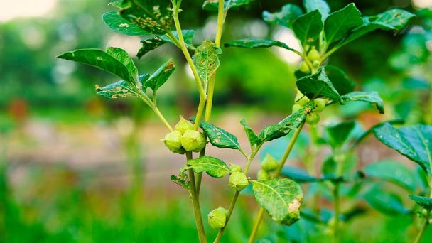 Ashwagandha known as Withania somnifera plant growing. Indian powerful herbs, poison gooseberry, or winter cherry. Ashwagandha herb benefits for weight loss, healthcare and reduce stress - Fotografie, Obrázek