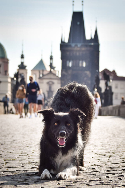 Border collie is begging on bridge. He was in center of Prague. She is so patient model. - Photo, Image