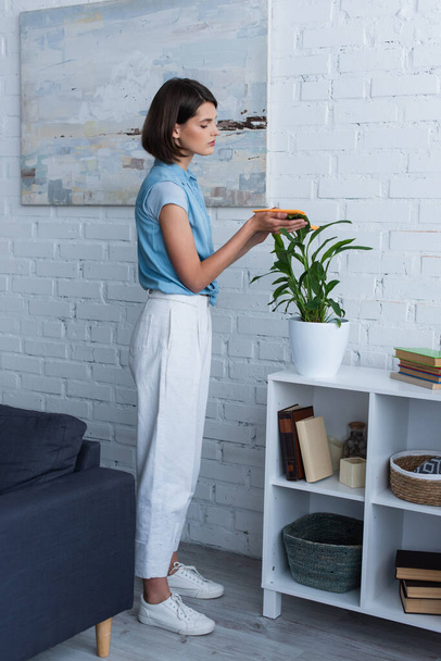 side view of brunette woman cleaning green plant on rack in living room - Foto, afbeelding