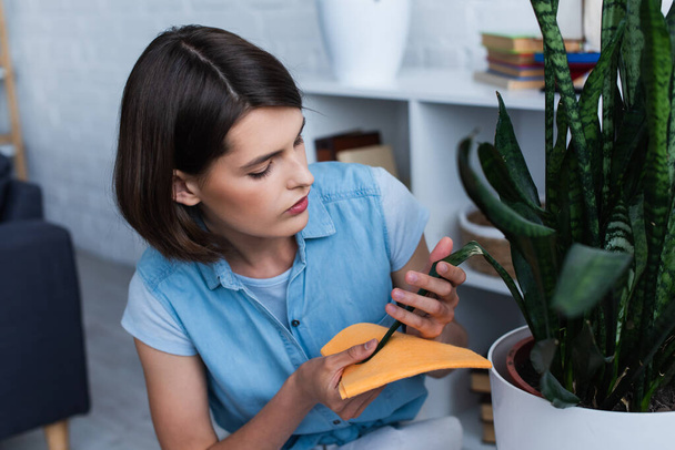 brunette woman cleaning potted plant with soft rag - Photo, image