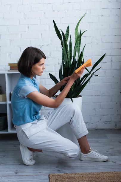 side view of brunette woman cleaning potted plant with rag - Foto, Bild