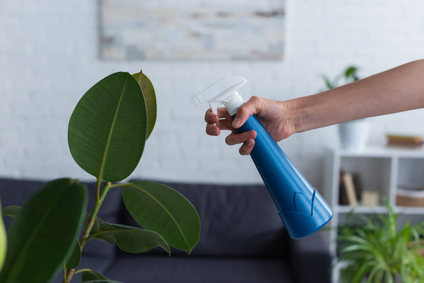 Cropped view of woman holding spray bottle near plant at home  - Photo, Image