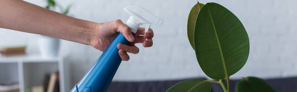 Cropped view of woman holding spray bottle near green plant at home, banner  - Foto, immagini