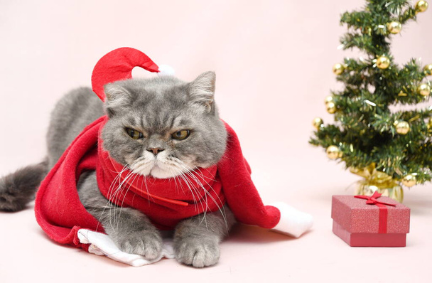 a gray sad british cat in a santa costume sits in a basket near the christmas tree, High quality photo - Photo, Image