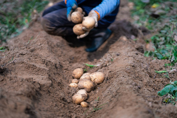 Landwirt erntet Kartoffeln auf dem Feld. - Foto, Bild