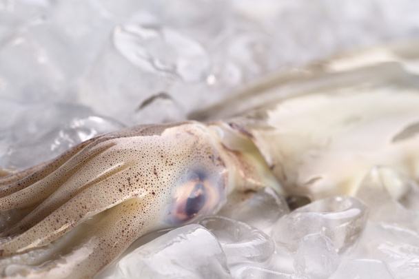 Calamar crudo sobre hielo
 - Foto, imagen
