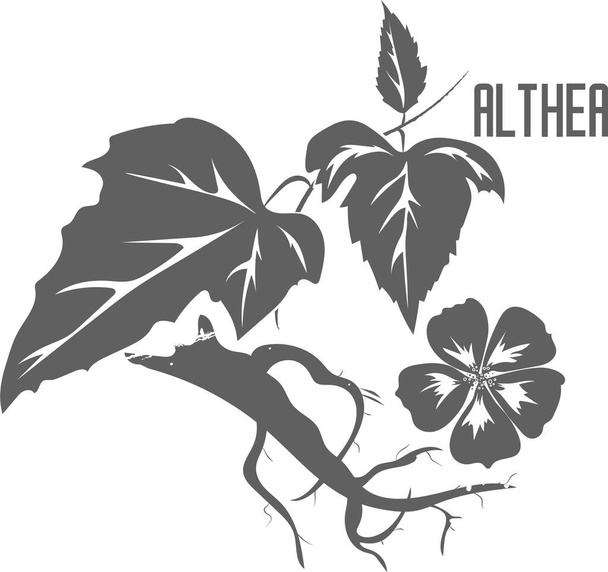 Althea plant vector silhouette isolated. Althaea officinalis plant medicinal herbal. Althaea officinalis flower and root silhouette illustration for pharmaceuticals and cosmetology. - Vector, Image