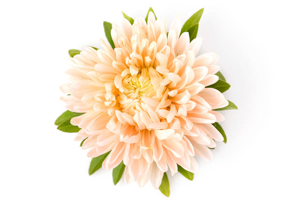 Aster flower coral color closeup isolated on white background - Fotografie, Obrázek