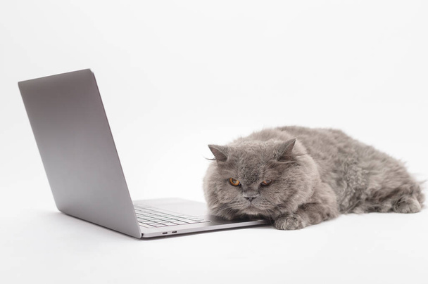 A Scottish fold lovely cat using laptop computer in studio  - Zdjęcie, obraz