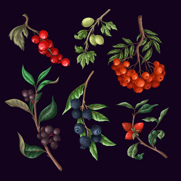 Berries, such as rowan, blueberries and other isolated. Vector - Vektori, kuva