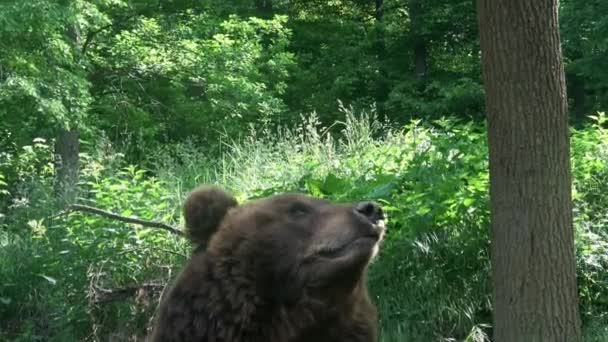 Καφέ αρκούδα στο δάσος - Πλάνα, βίντεο